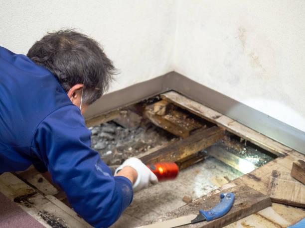 Best Toxic Mold Removal  in Tenafly, NJ