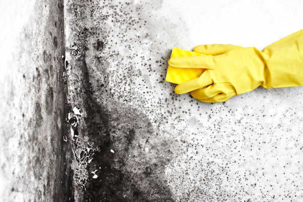 Best Attic Mold Removal  in Tenafly, NJ