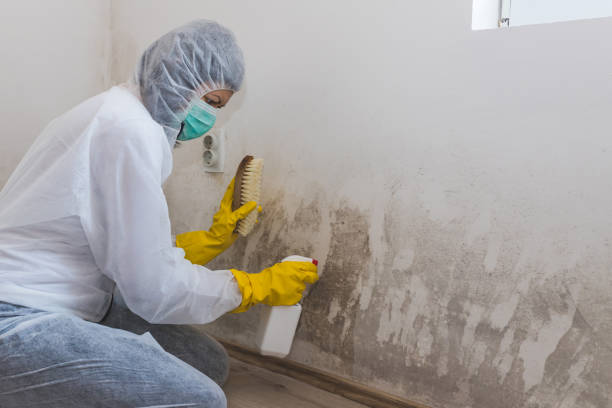 Trusted Tenafly, NJ Mold Removal Experts