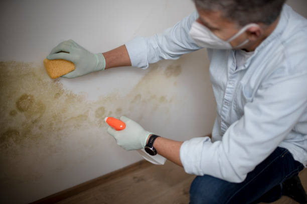 Best Black Mold Removal  in Tenafly, NJ