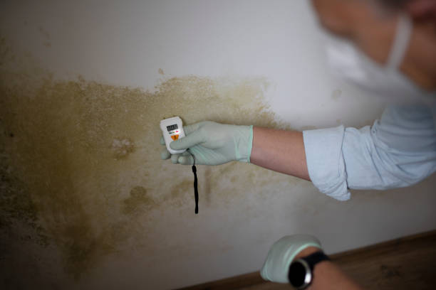 Best Home Mold Removal  in Tenafly, NJ