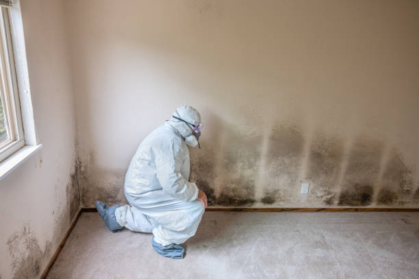 Best Local Mold Removal Service  in Tenafly, NJ