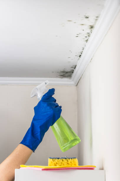 Best Fast Mold Removal  in Tenafly, NJ